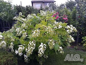 image_14