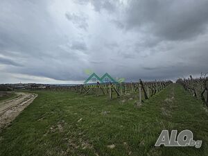ЛОЗЕ, 1000кв.м., гр. Бяла, Варненско, на 2км от плажа