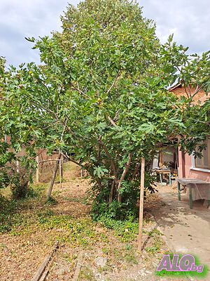image_13
