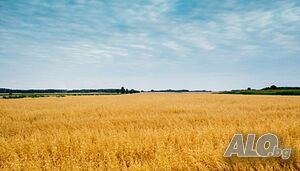 Продавам нива 12.091 дка в с. Млада гвардия Земеделска земя 12091 кв.м трета категория | Земеделска земя, градини, лозя, гора | Млада гвардия