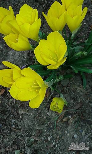 image_5