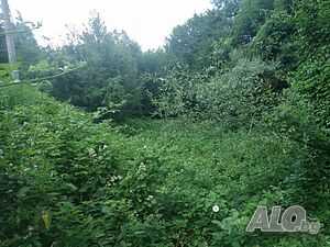 image_6