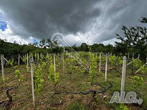 image_15