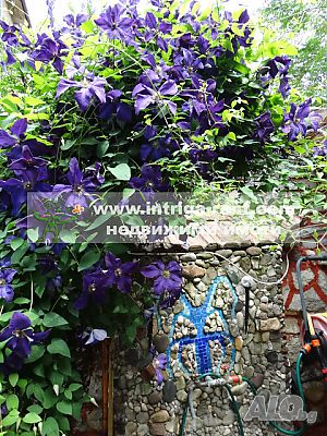 image_6