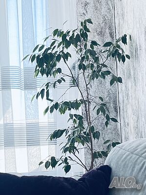 image_6