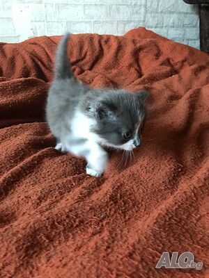 ангорски котета