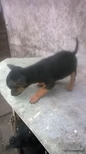 продавам пинчерчета