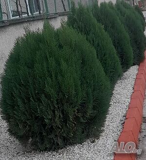 image_9