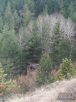 image_44
