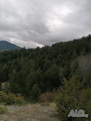 image_41