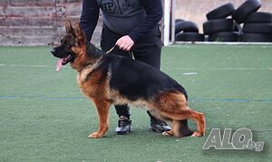 image_4