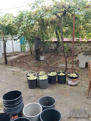 image_5
