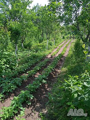 image_6