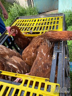 Продавам кокошки носачки за яйца