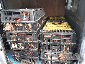 Продавам кокошки носачки за яйца