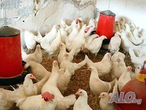 Продавам ярки бял легхорн и ломан Браун