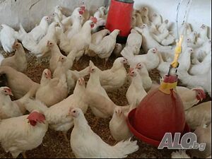 Продавам ярки бял легхорн и ломан Браун