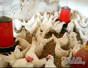 Продавам ярки бял легхорн и ломан Браун