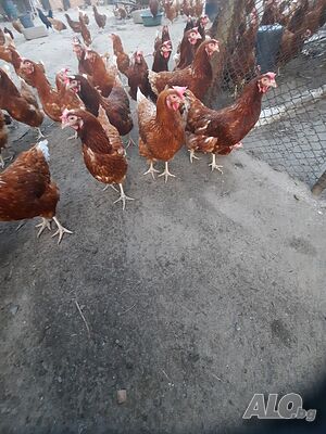 Продавам кокошки носачки за яйца
