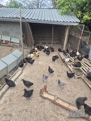 image_6