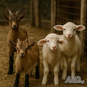 Продавам домашно отгледани ярета и агнета 🐐🐑