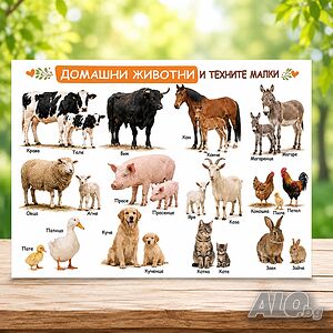 7031 Образователно табло Домашни животни и техните малки за детска градина и училище