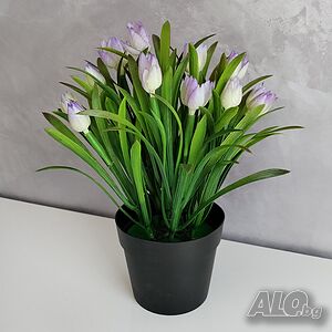 image_5