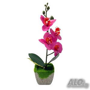 image_2