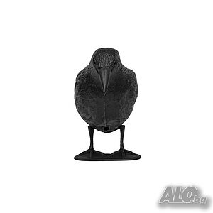 image_6