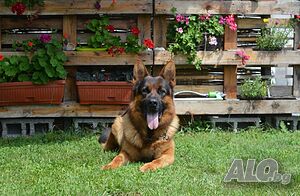 image_3