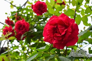 image_37