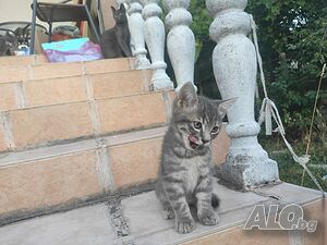 Раздаваме котета