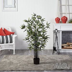 60 бр. ЧЕРНИ бамбукови семена - Phyllostachys nigra Издръжлив рядък вид вечнозелен черен бамбук