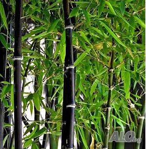 100 бр. ЧЕРНИ бамбукови семена - Phyllostachys nigra - Издръжлив рядък вид вечнозелен черен бамбук