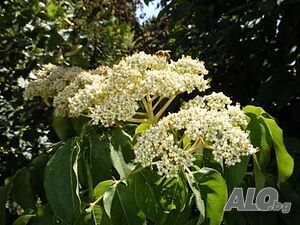 image_4