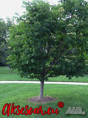 image_14