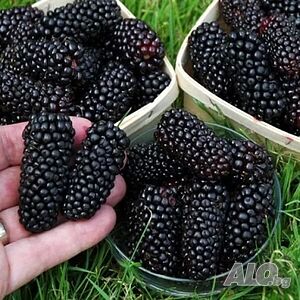 image_7