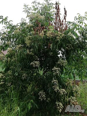 image_10