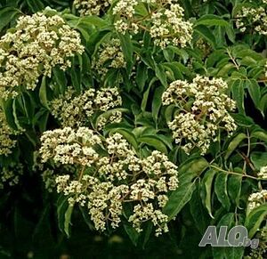 image_12