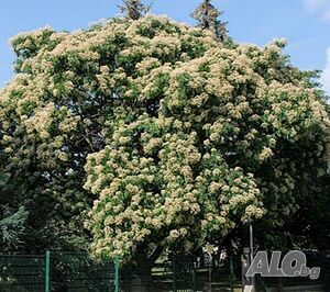 image_15