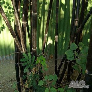 image_10
