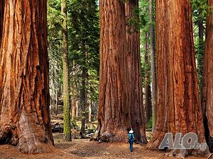 Нови качествени 15 семена от гигантска секвоя мамутово дърво sequoiadendron giganteum за декорация