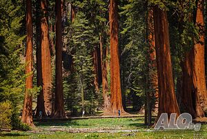 Екзотични нови 15 семена гигантска секвоя мамутово дърво sequoiadendron giganteum декорация в двора