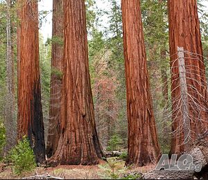 Нови качествени 15 семена от гигантска секвоя мамутово дърво sequoiadendron giganteum за декорация | Растения, Разсад, Семена | Свищов
