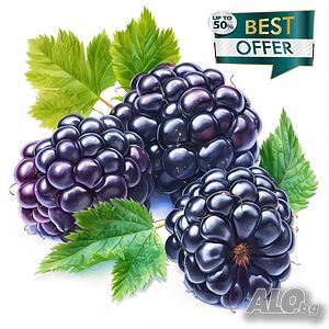 100 бр Висококачествени органични плодови семена от хранителна Къпина вкусни къпини антиоксидант