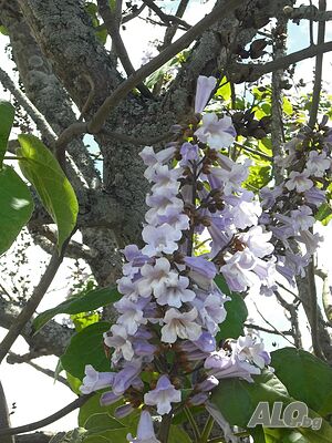 image_11