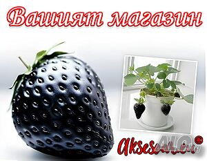 80 семена от плод черна ягода органични плодови ягодови семки от вкусни черни ягоди отлични плодове