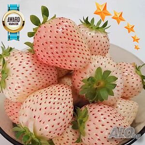 100 семена от плод бяла ягода органични плодови ягодови семена от вкусни ягоди отлични плодове