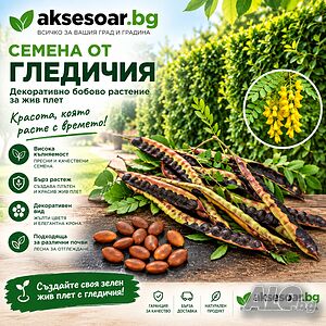 Качествени и пресни Семена от гледичия отлично почистени и готови за засяване Gleditsia за градината