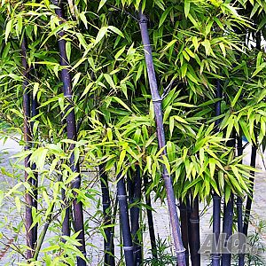 image_15
